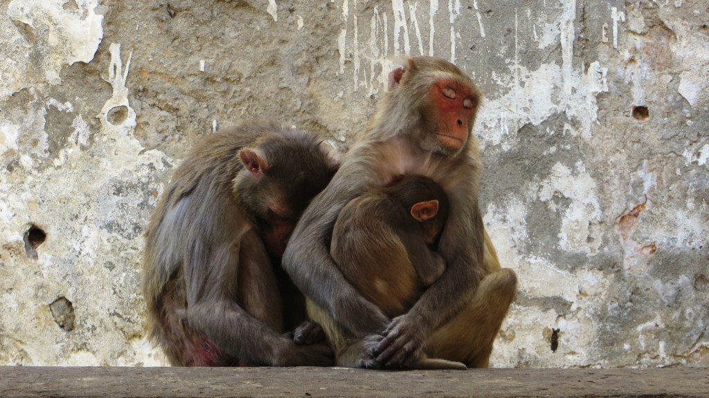 Rhesus macaque mother holding her baby close - closeness at night is a mammalian need